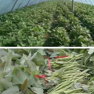 开封万亩种植西瓜红红薯苗/产地直发/货源充足/量大价优