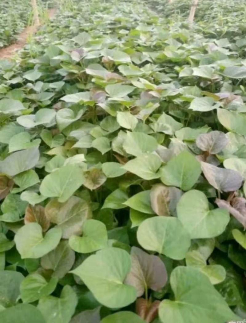 开封万亩种植西瓜红红薯苗/产地直发/货源充足/量大价优