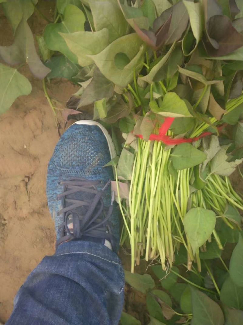 开封万亩种植西瓜红红薯苗/产地直发/货源充足/量大价优