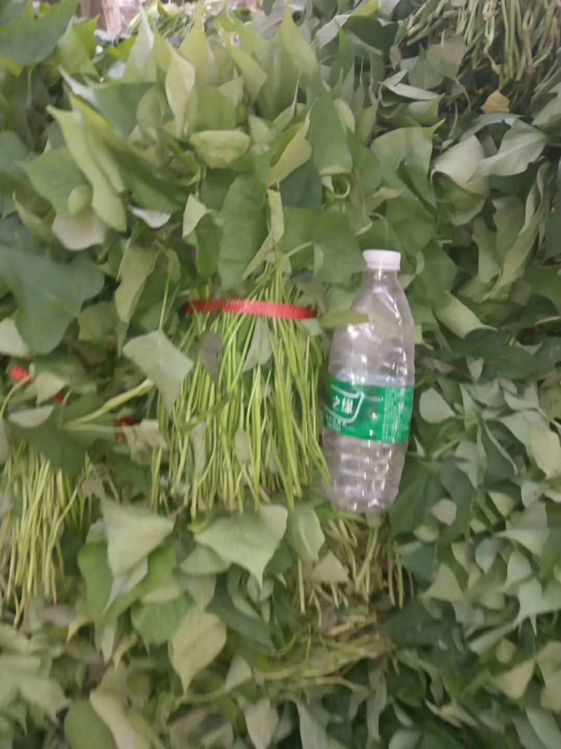 开封万亩种植西瓜红红薯苗/产地直发/货源充足/量大价优
