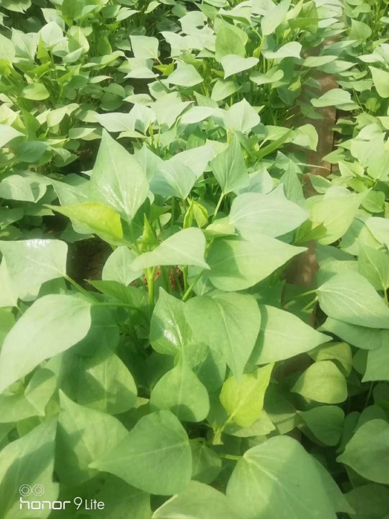 开封万亩种植西瓜红红薯苗/产地直发/货源充足/量大价优
