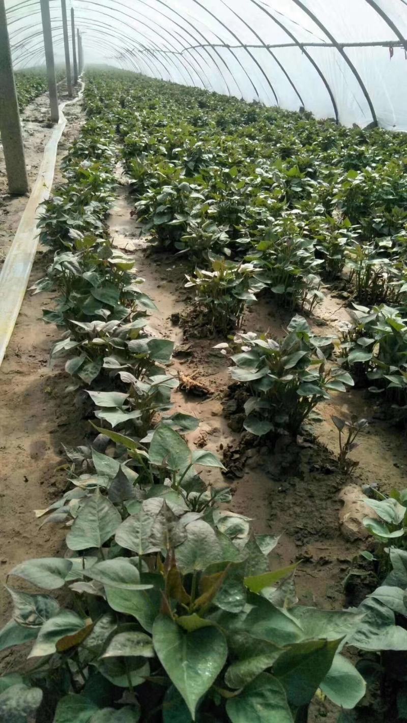 开封万亩种植西瓜红红薯苗/产地直发/货源充足/量大价优