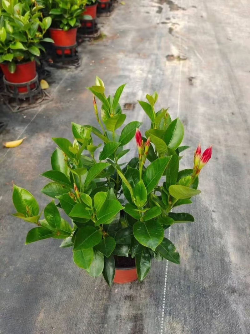 飘香藤又名双喜藤观花植物花卉基地直销批发