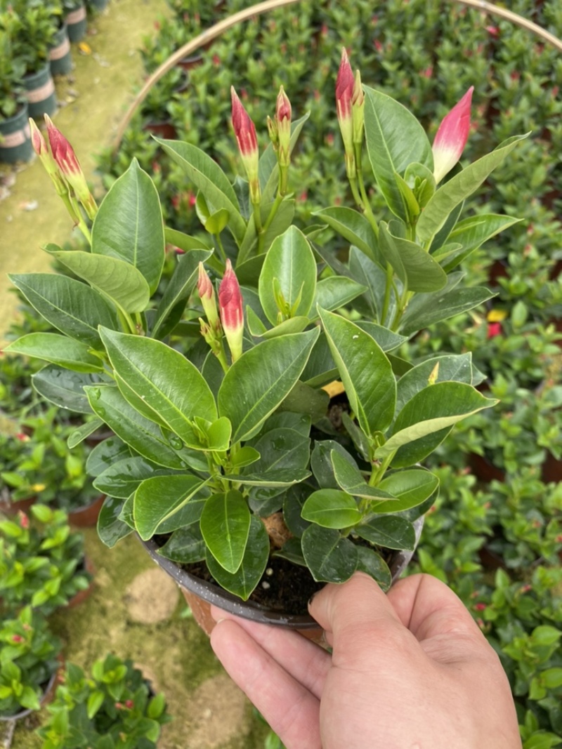 飘香藤又名双喜藤观花植物花卉基地直销批发