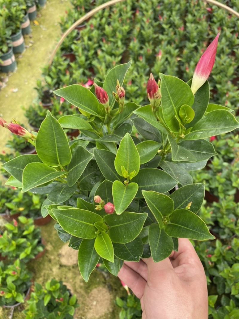飘香藤又名双喜藤观花植物花卉基地直销批发
