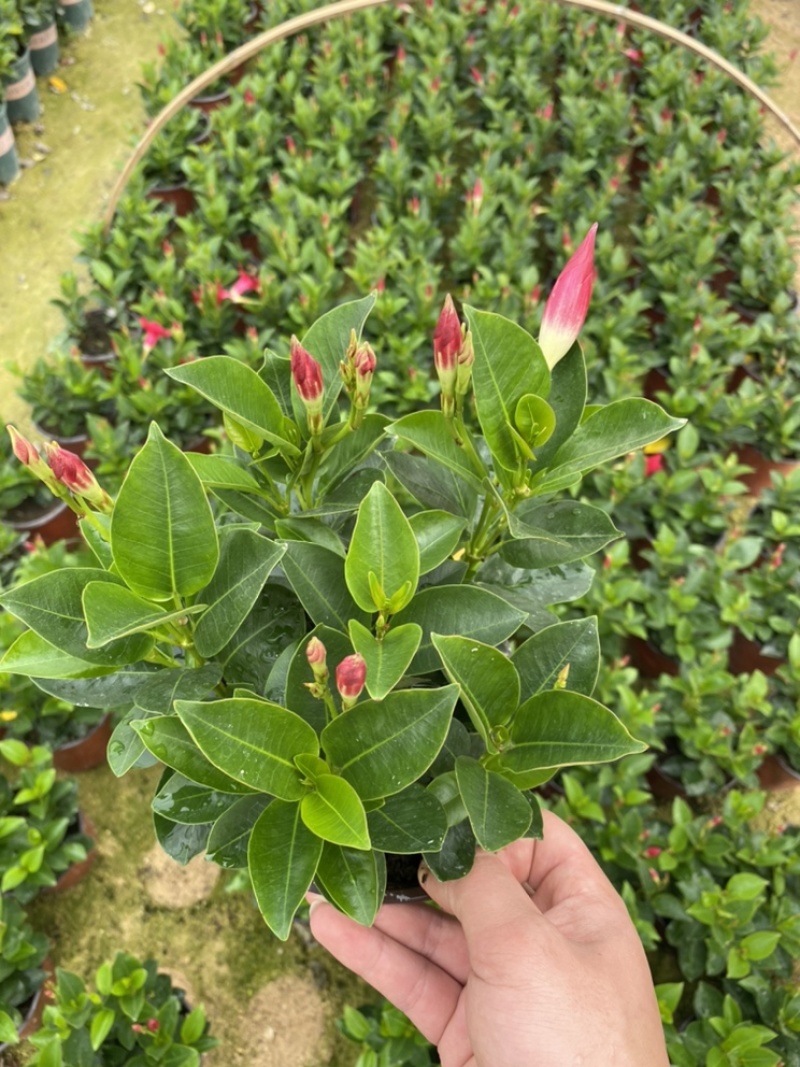 飘香藤又名双喜藤观花植物花卉基地直销批发