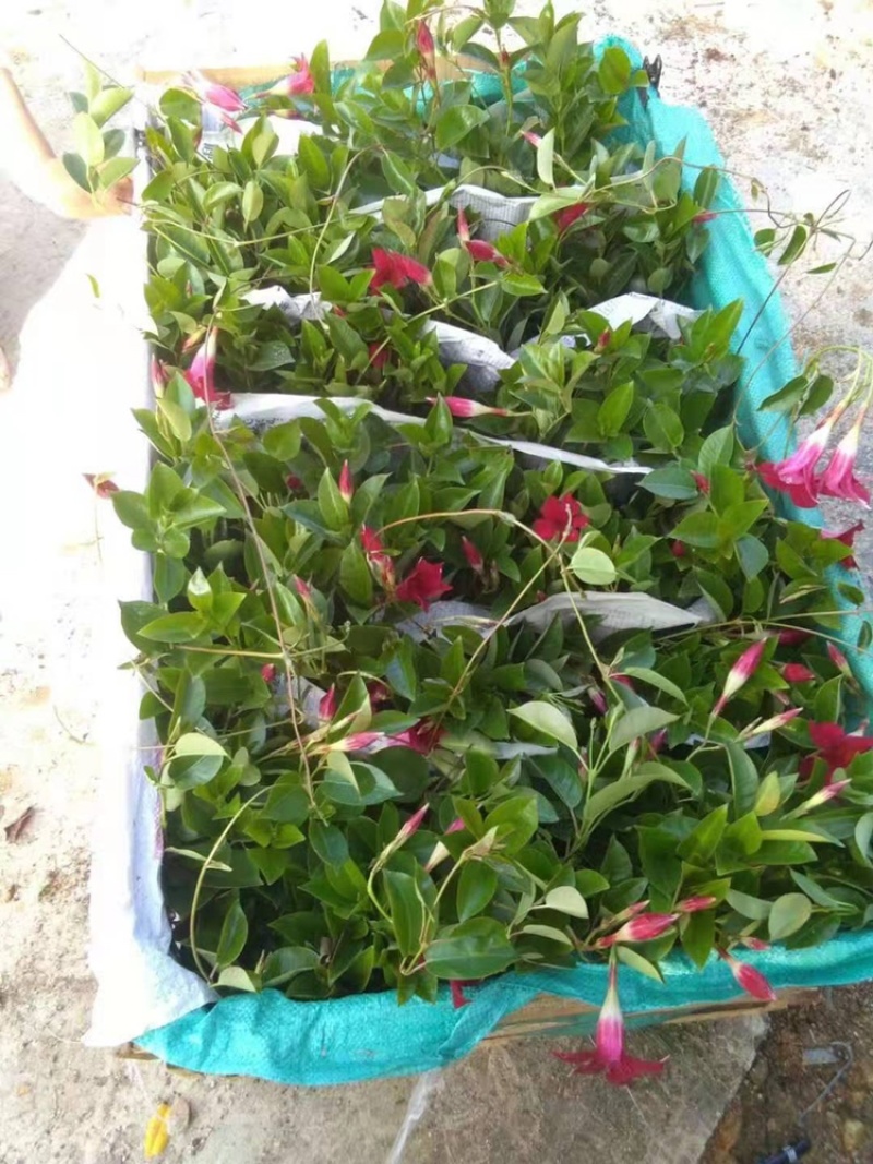 飘香藤又名双喜藤观花植物花卉基地直销批发