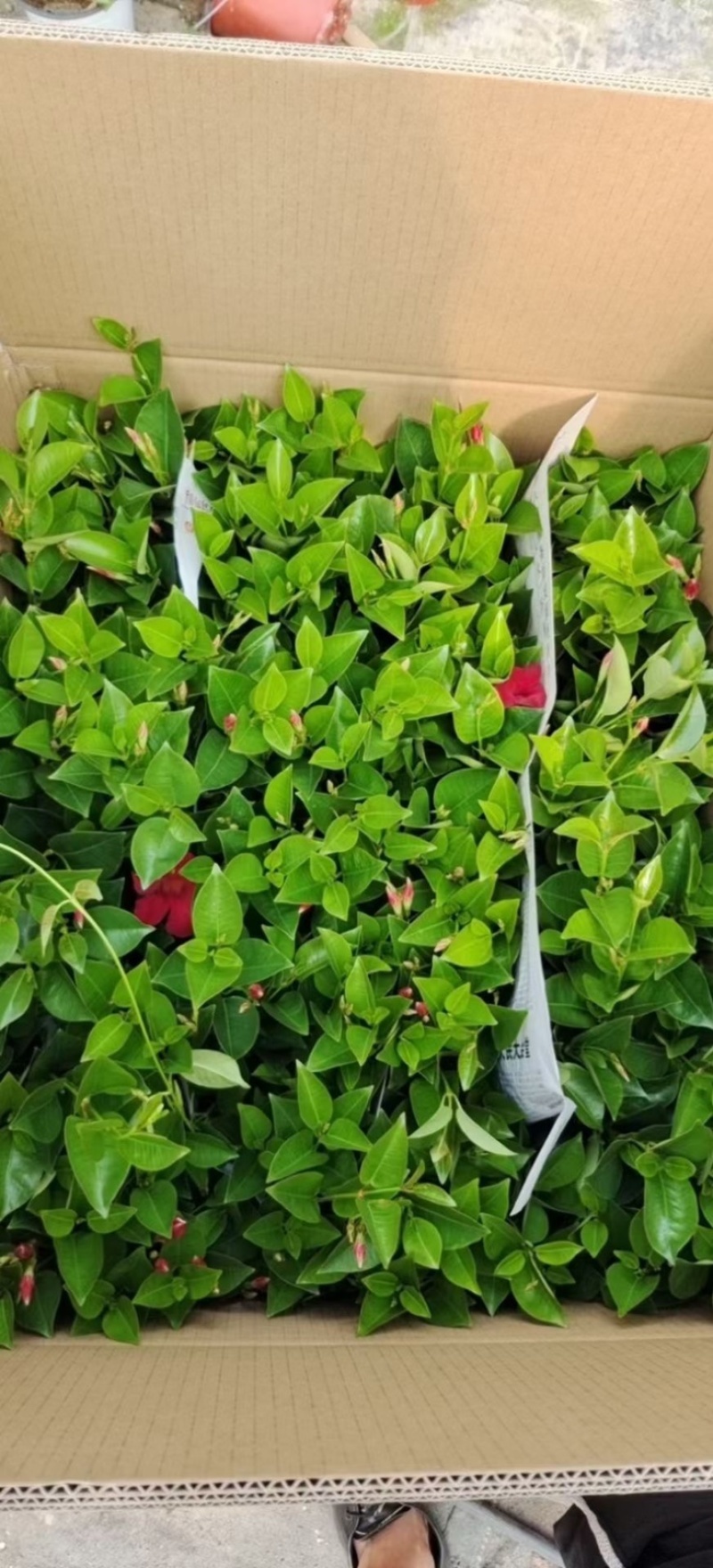飘香藤又名双喜藤观花植物花卉基地直销批发
