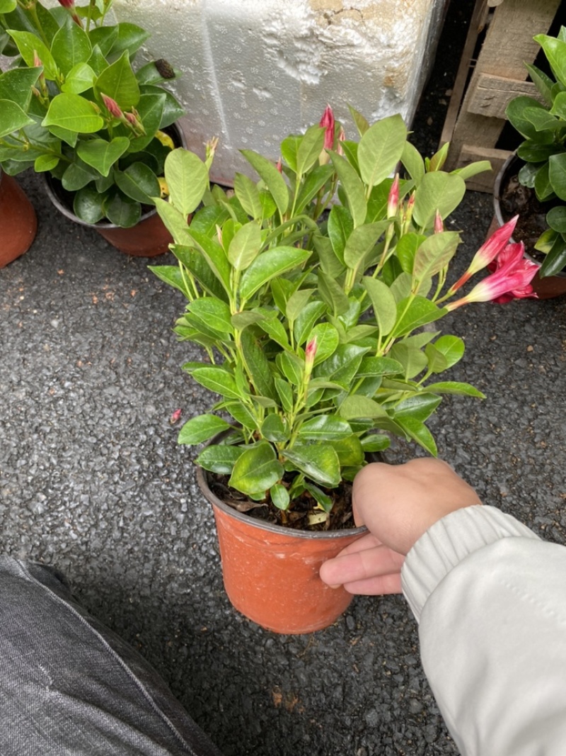飘香藤又名双喜藤观花植物花卉基地直销批发