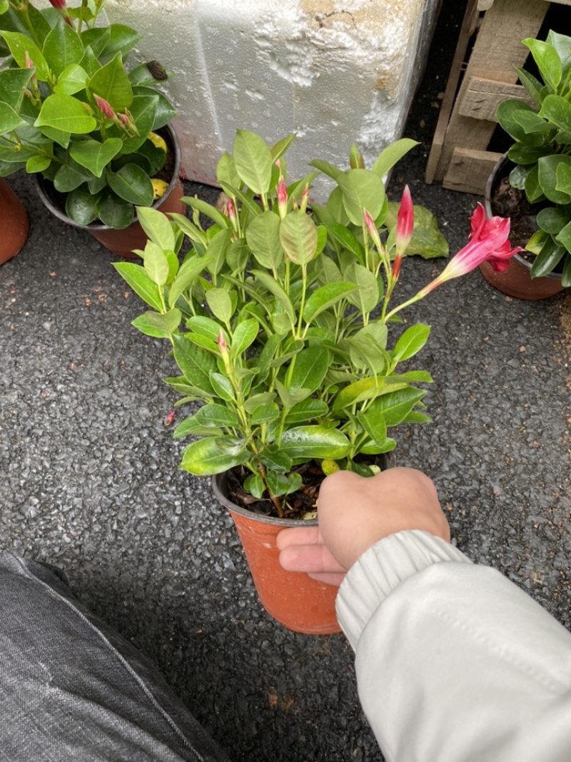飘香藤又名双喜藤观花植物花卉基地直销批发