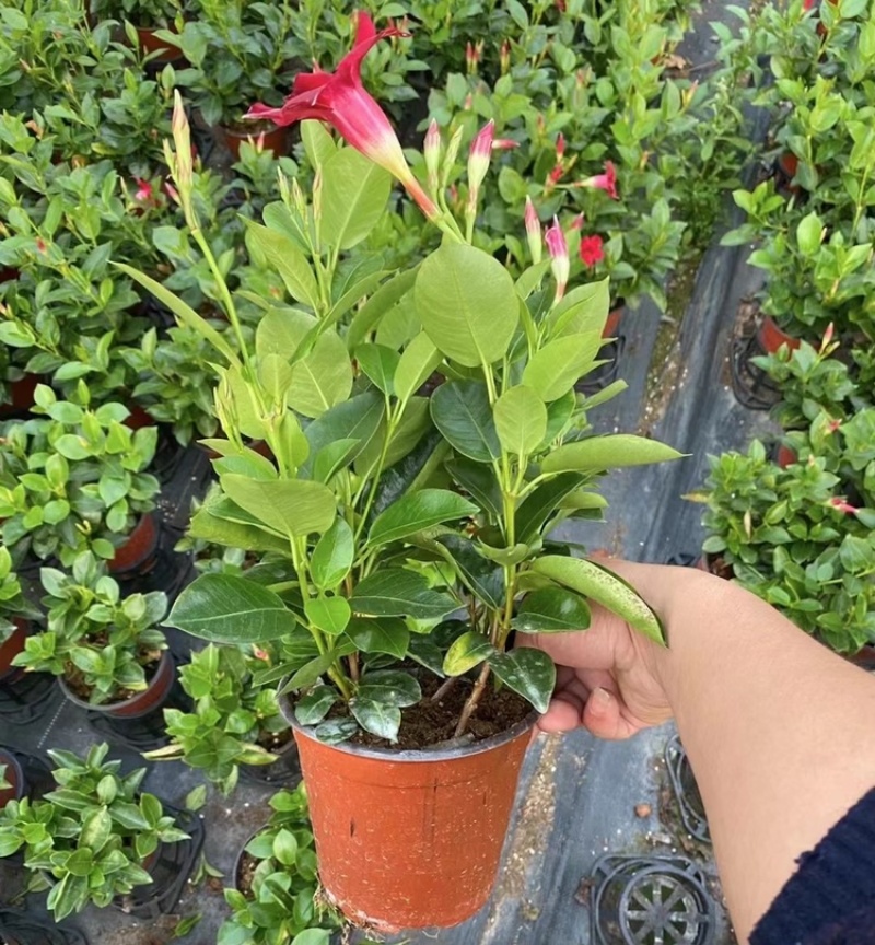 飘香藤又名双喜藤观花植物花卉基地直销批发