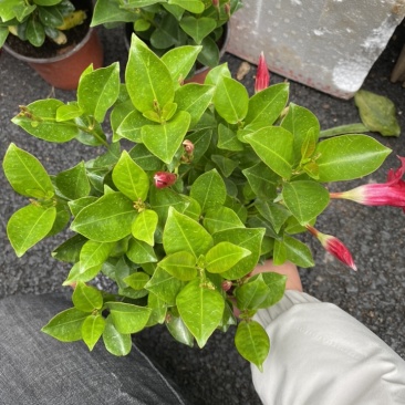 飘香藤又名双喜藤观花植物花卉基地直销批发