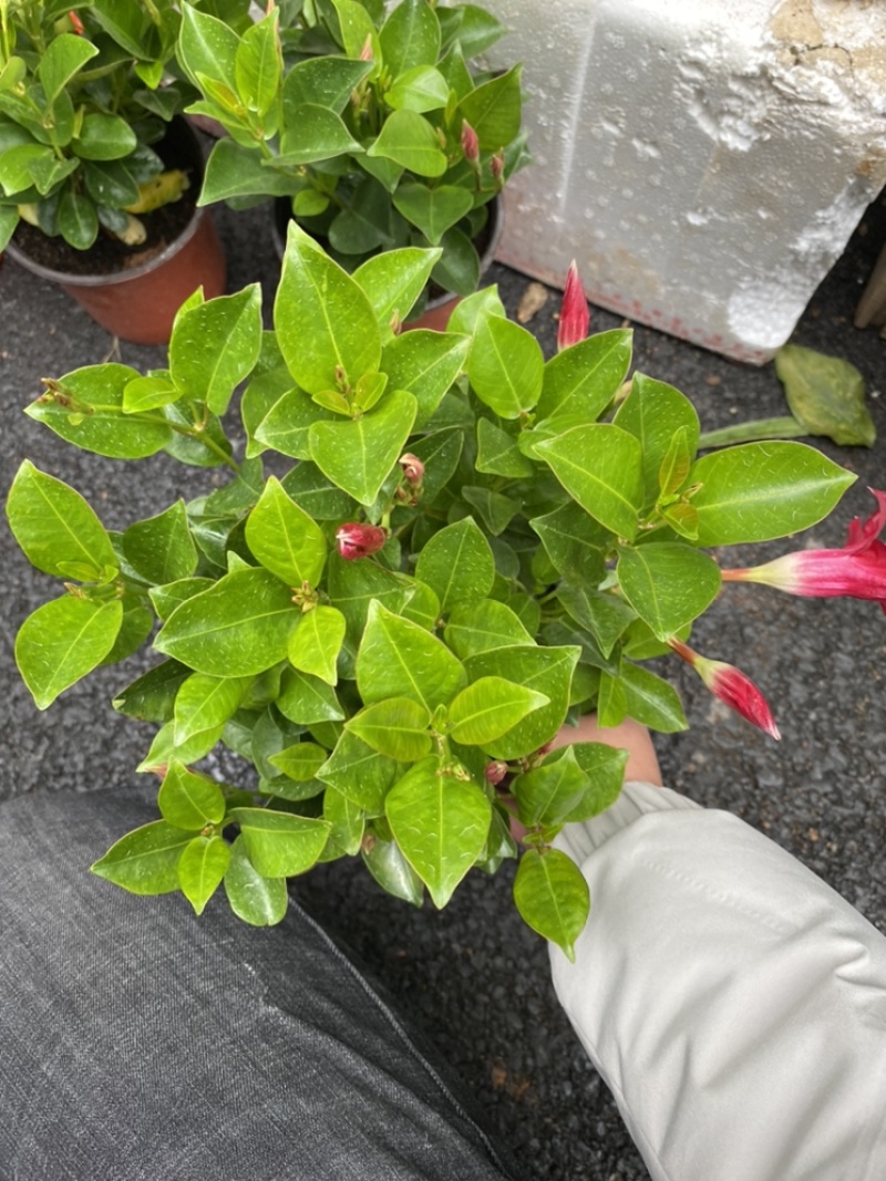 飘香藤又名双喜藤观花植物花卉基地直销批发