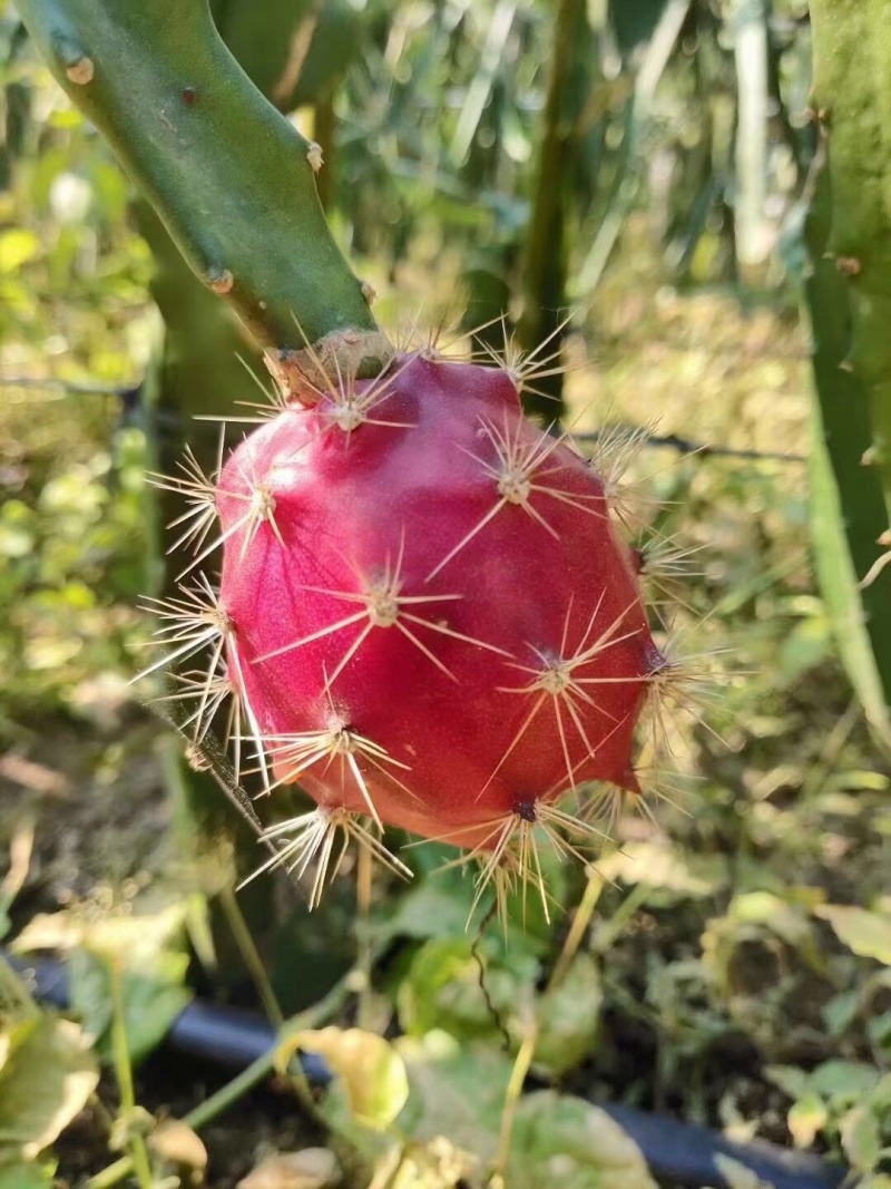 火龙果无刺黄龙燕窝麒麟金都一号红皮燕窝火龙果苗