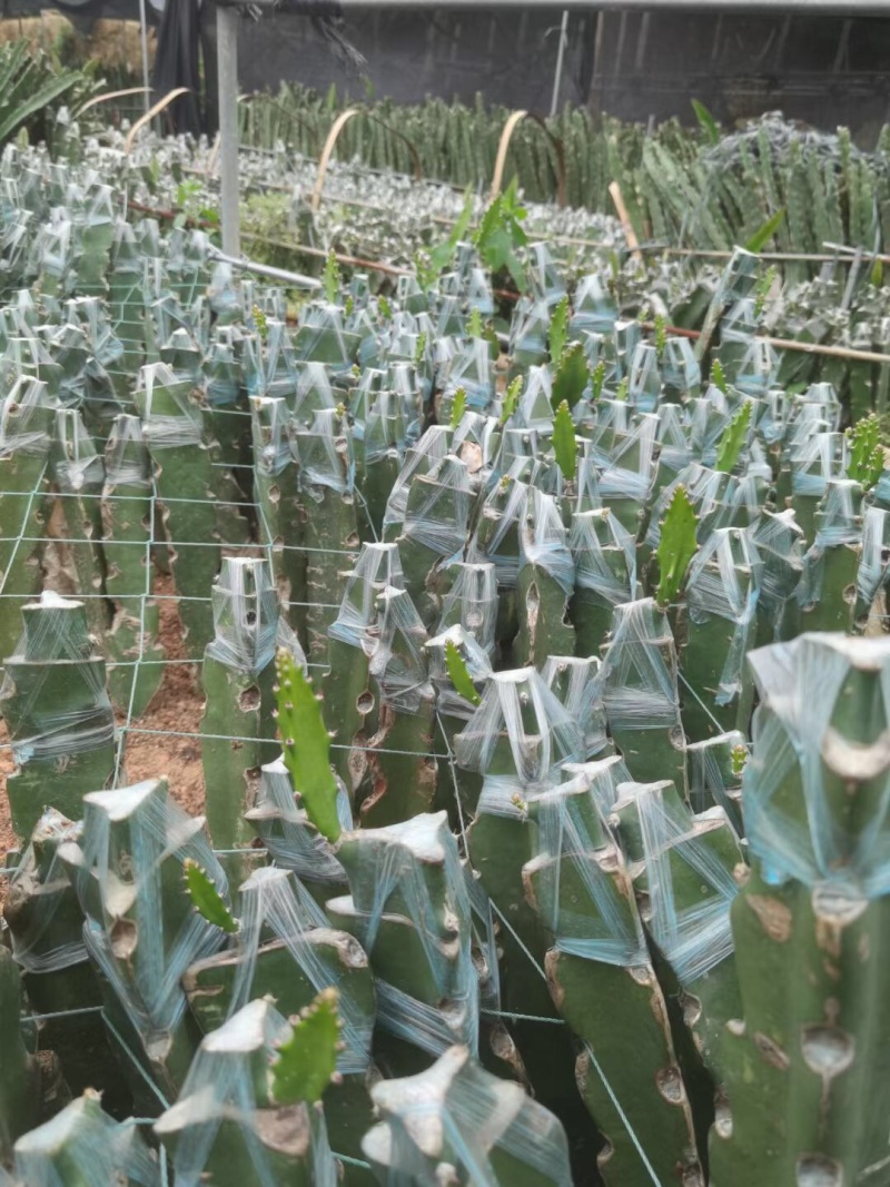 火龙果无刺黄龙燕窝麒麟金都一号红皮燕窝火龙果苗