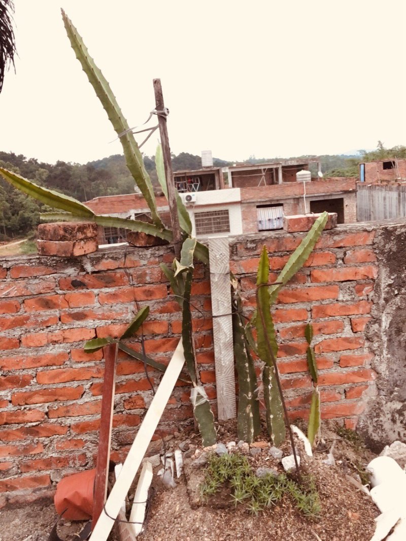火龙果无刺黄龙燕窝麒麟金都一号红皮燕窝火龙果苗