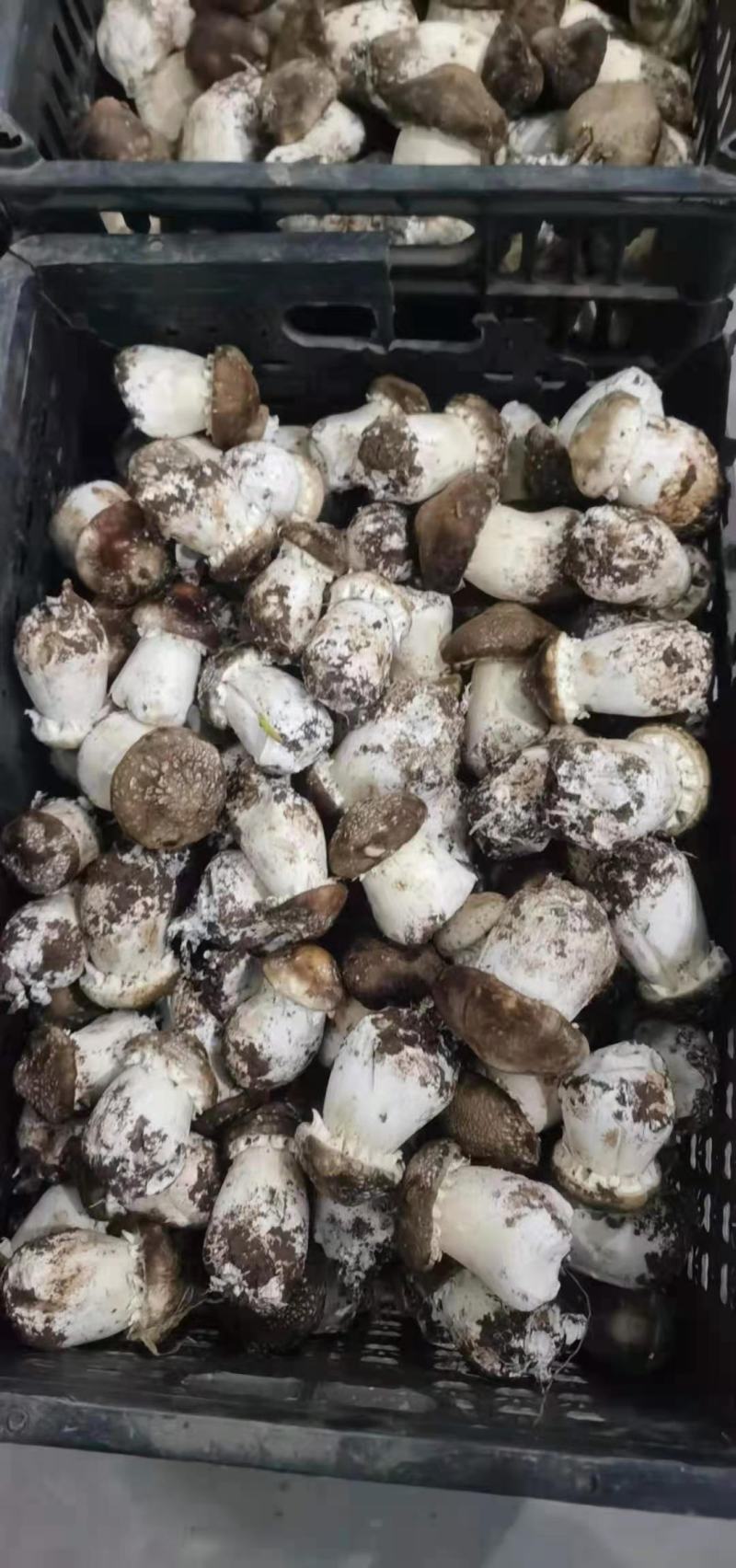 新鲜大球盖菇赤松茸菇体硬实耐放不空心A货B货C货都有