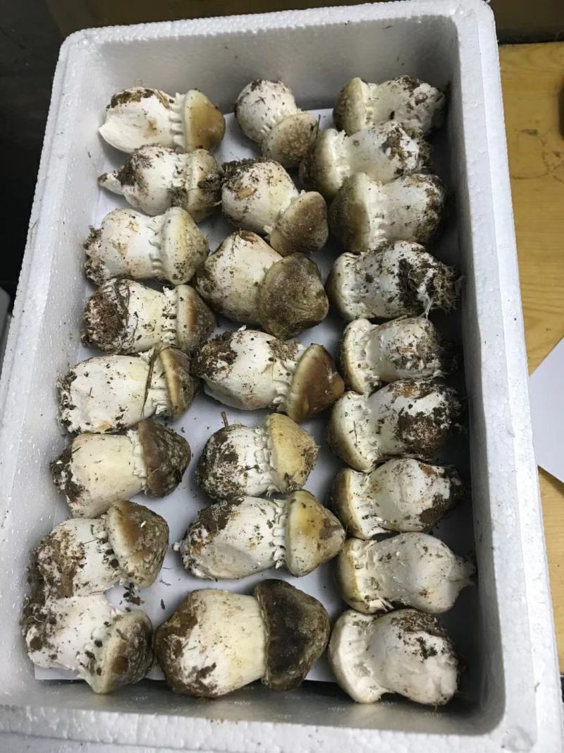 新鲜大球盖菇赤松茸菇体硬实耐放不空心A货B货C货都有