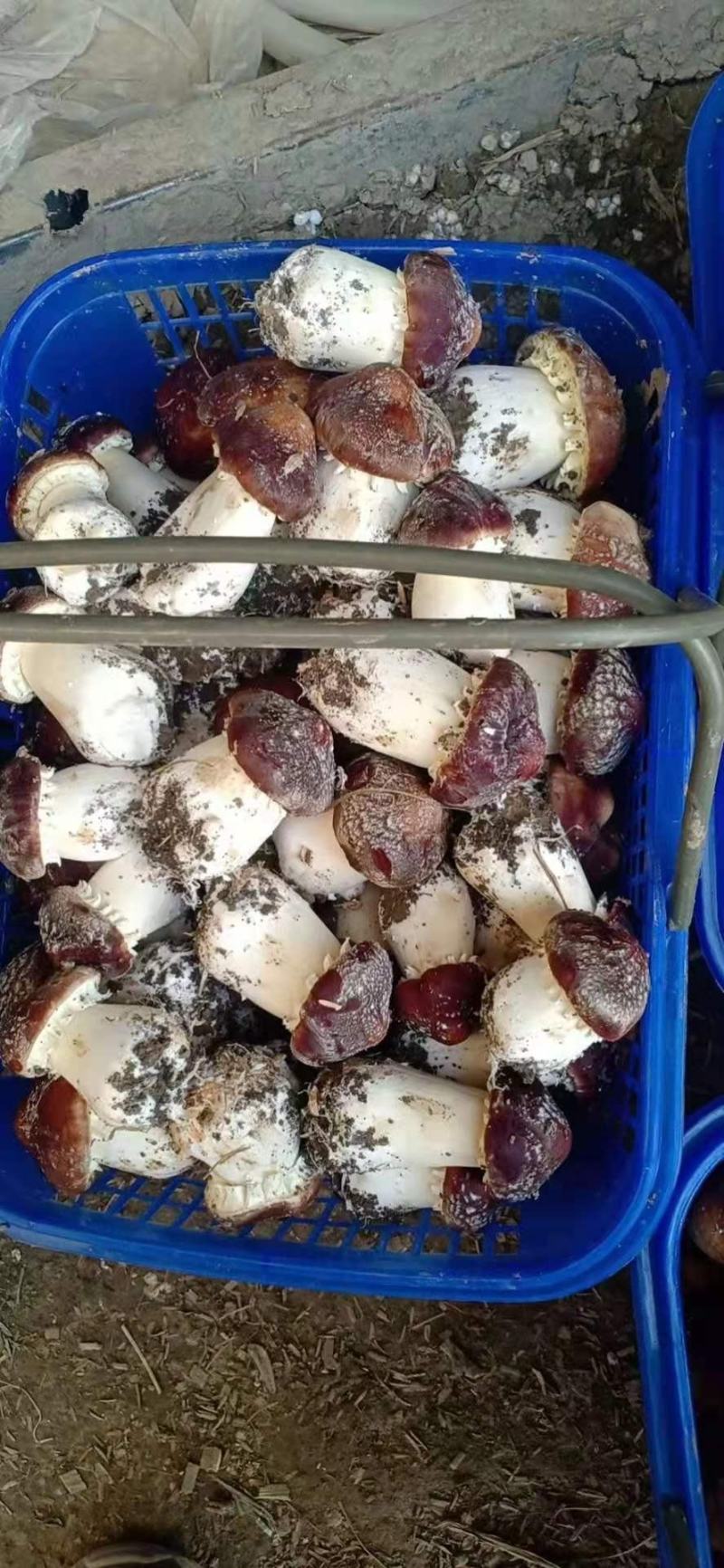 新鲜大球盖菇赤松茸菇体硬实耐放不空心A货B货C货都有