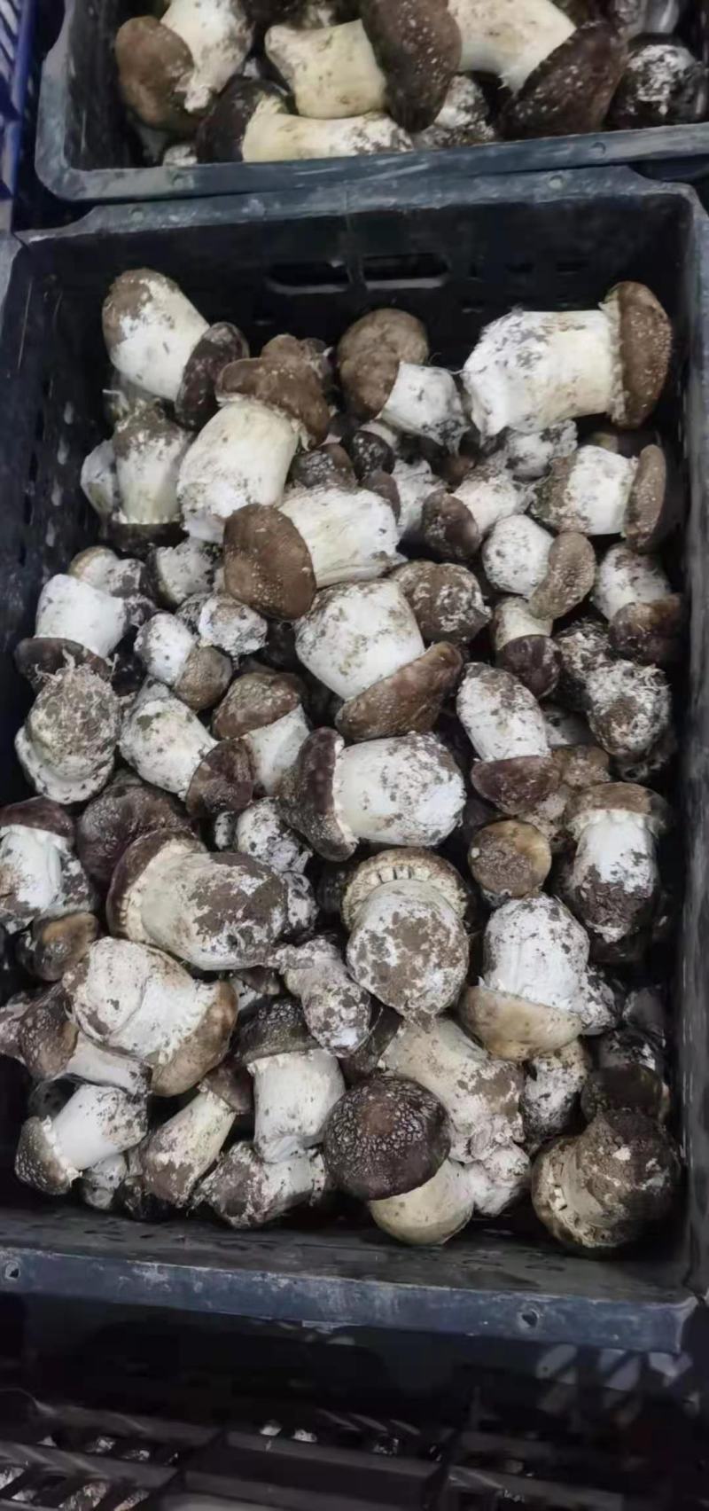 新鲜大球盖菇赤松茸菇体硬实耐放不空心A货B货C货都有