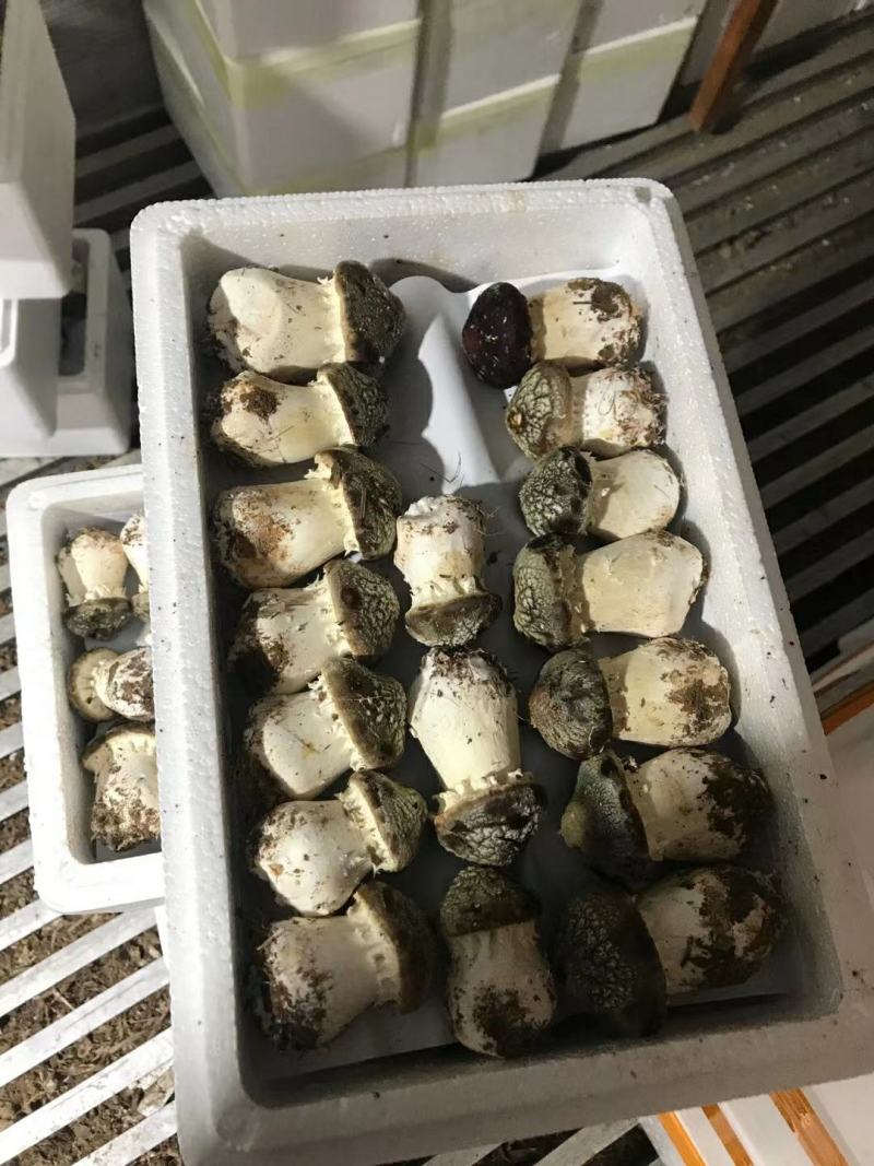 新鲜大球盖菇赤松茸菇体硬实耐放不空心A货B货C货都有