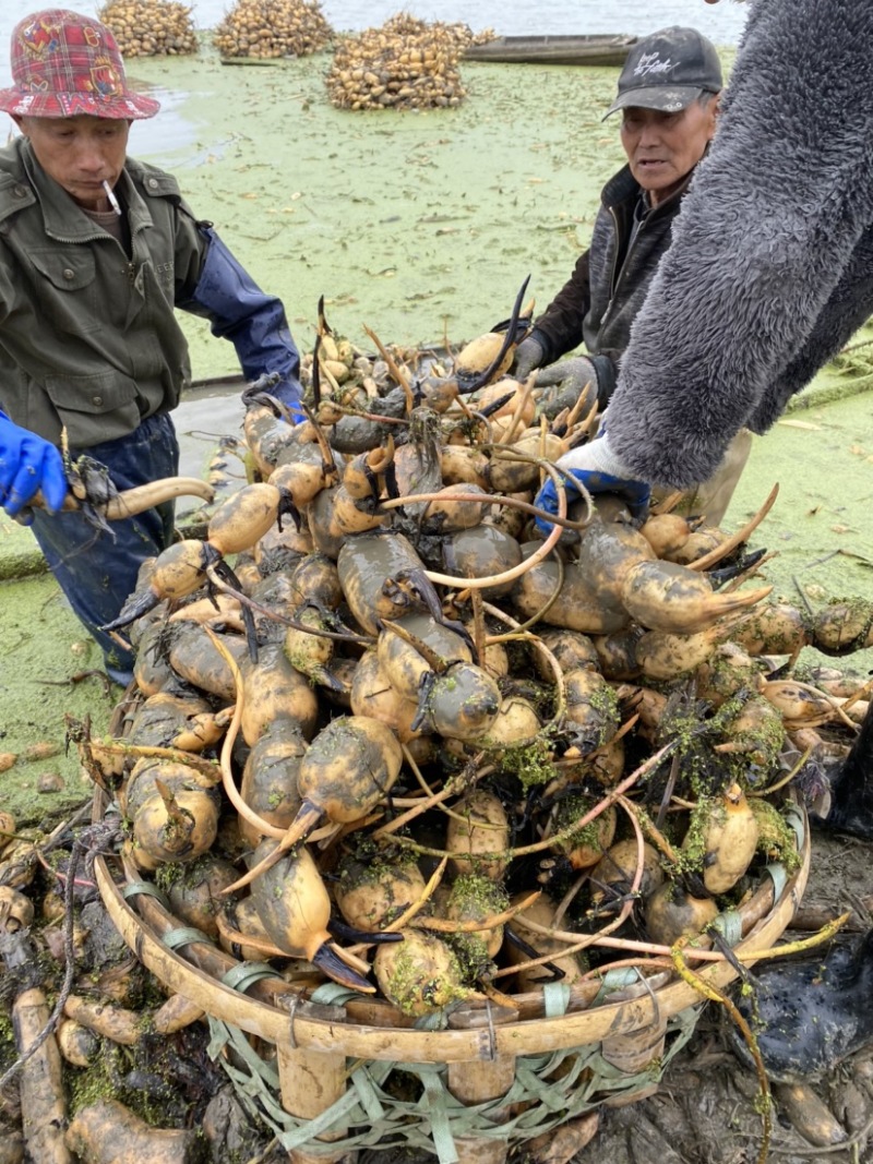 湖北天门鄂莲六号纯藕种