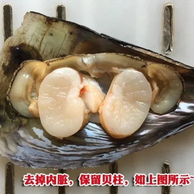 新鲜海鲜青贝鲜活大带子绿甲绿贝海鲜水产贝类