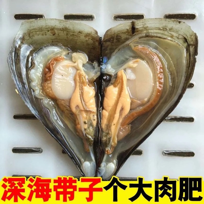 新鲜海鲜青贝鲜活大带子绿甲绿贝海鲜水产贝类