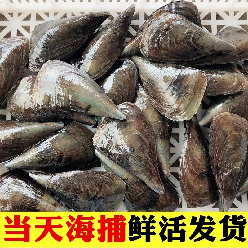 新鲜海鲜青贝鲜活大带子绿甲绿贝海鲜水产贝类