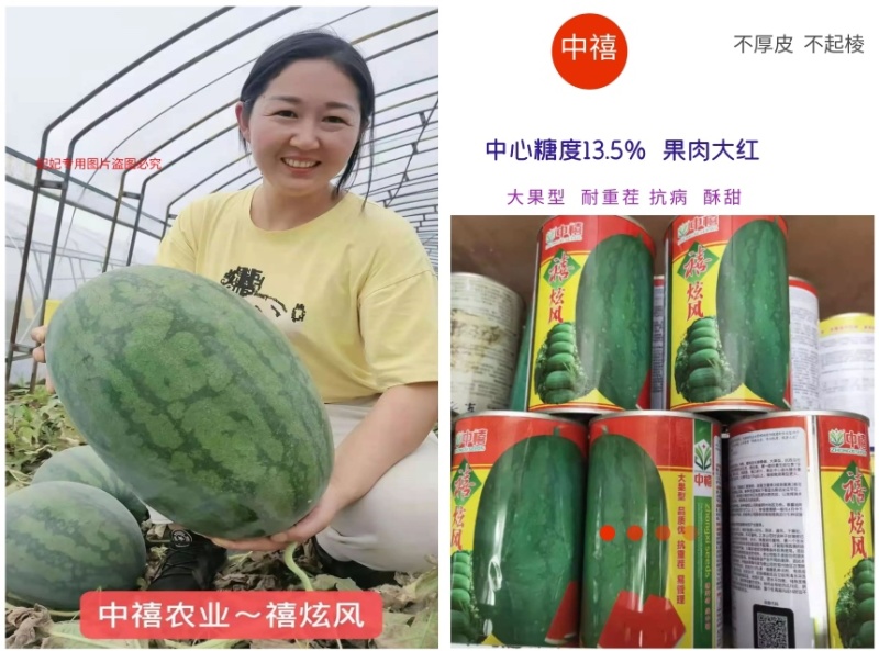 抗重茬禧炫风西瓜种子大果抗病高产一代杂交种子