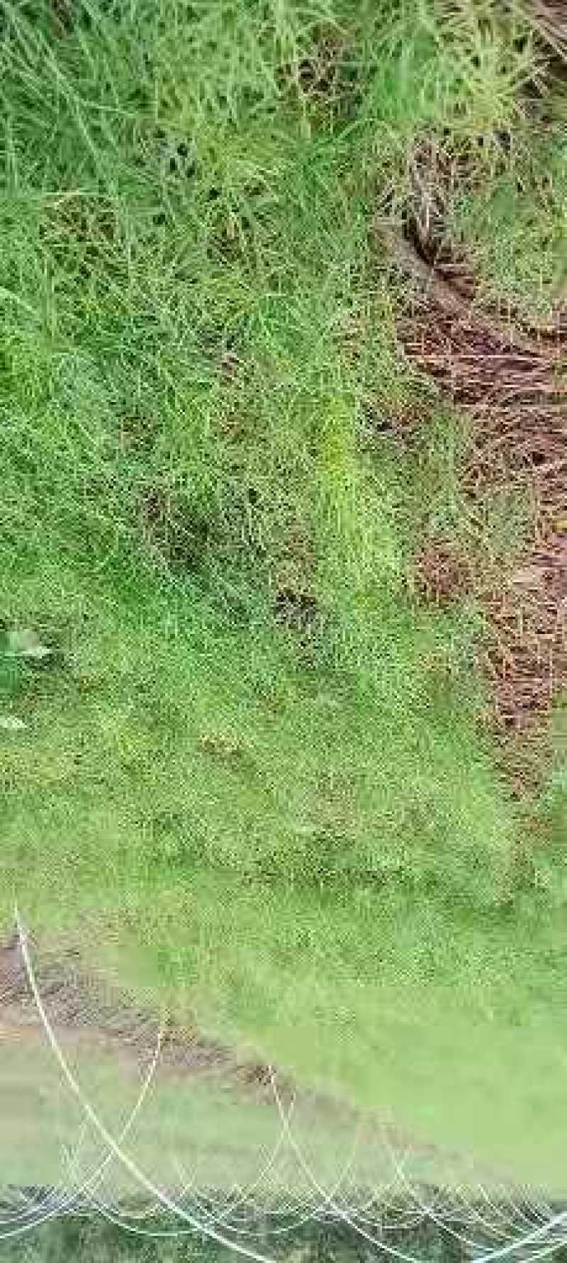 【牛商推荐】天冬苗，基地种植量大货优，一手货源，成活率高