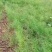 【牛商推荐】天冬苗，基地种植量大货优，一手货源，成活率高