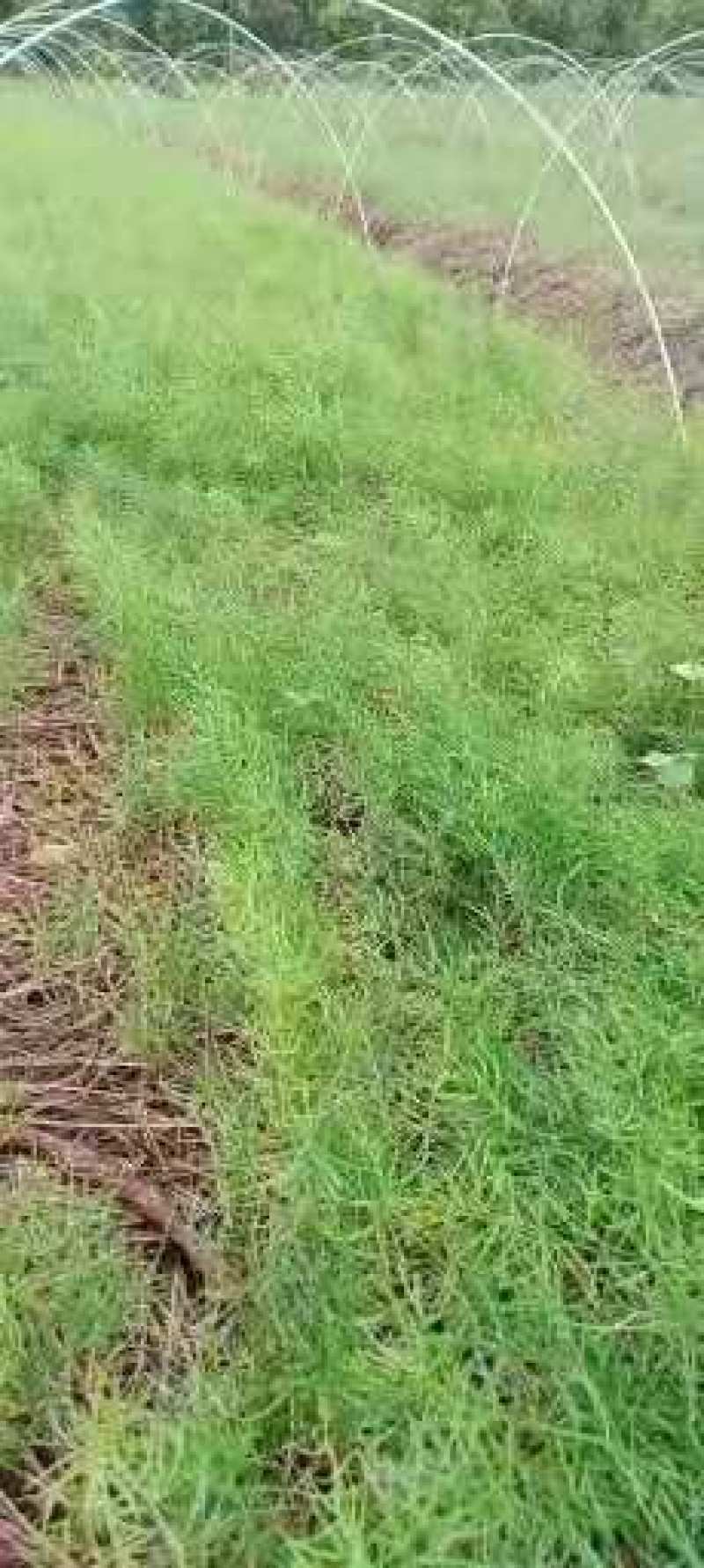 【牛商推荐】天冬苗，基地种植量大货优，一手货源，成活率高