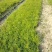 【牛商推荐】天冬苗，基地种植量大货优，一手货源，成活率高