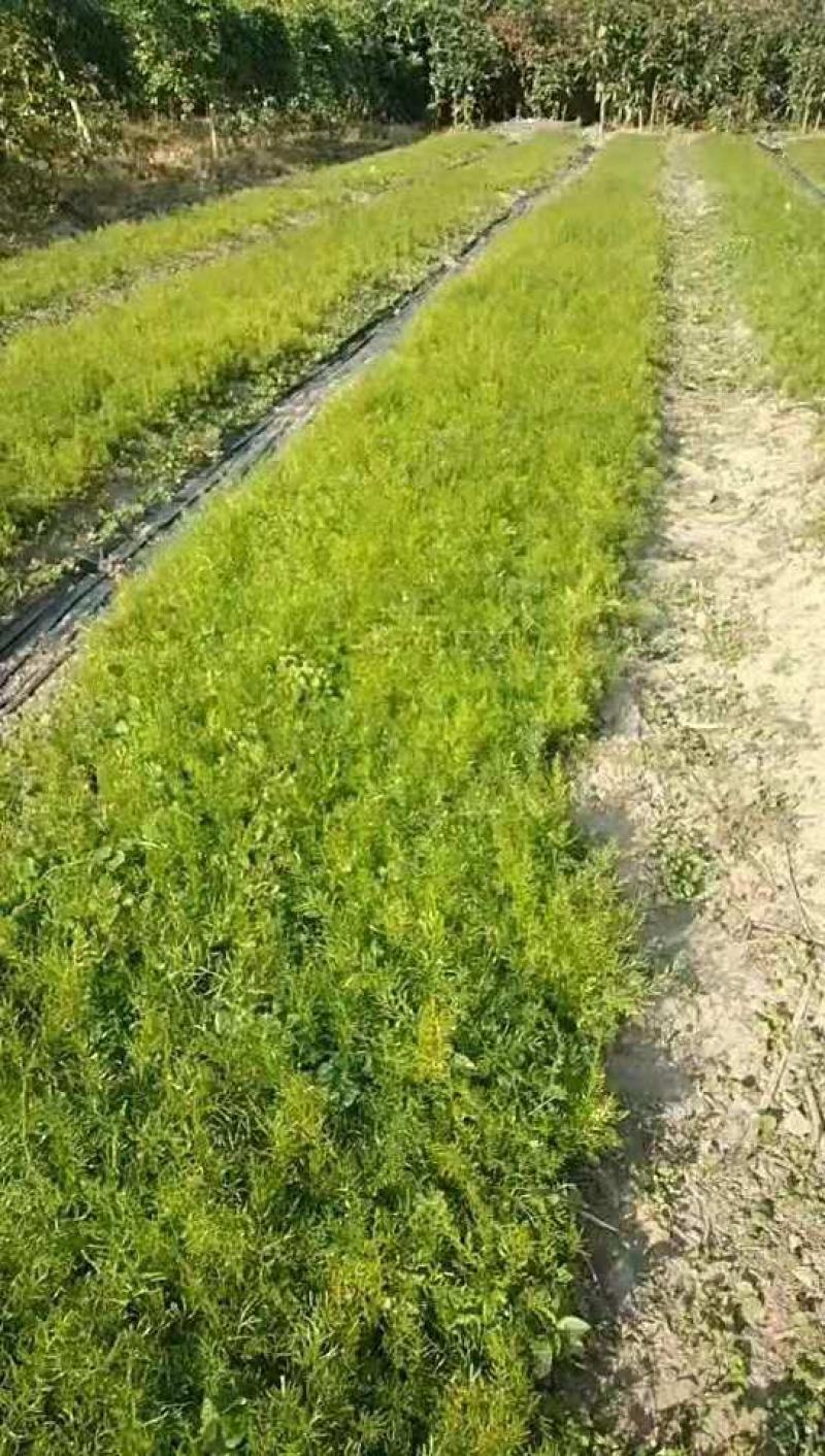 【牛商推荐】天冬苗，基地种植量大货优，一手货源，成活率高