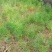 【牛商推荐】天冬苗，基地种植量大货优，一手货源，成活率高