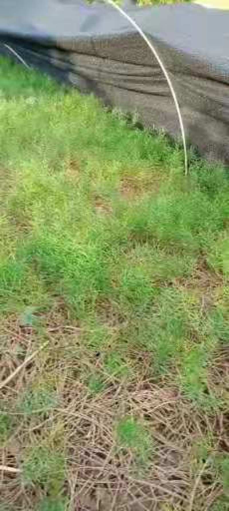 【牛商推荐】天冬苗，基地种植量大货优，一手货源，成活率高