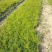 【牛商推荐】天冬苗，基地种植量大货优，一手货源，成活率高
