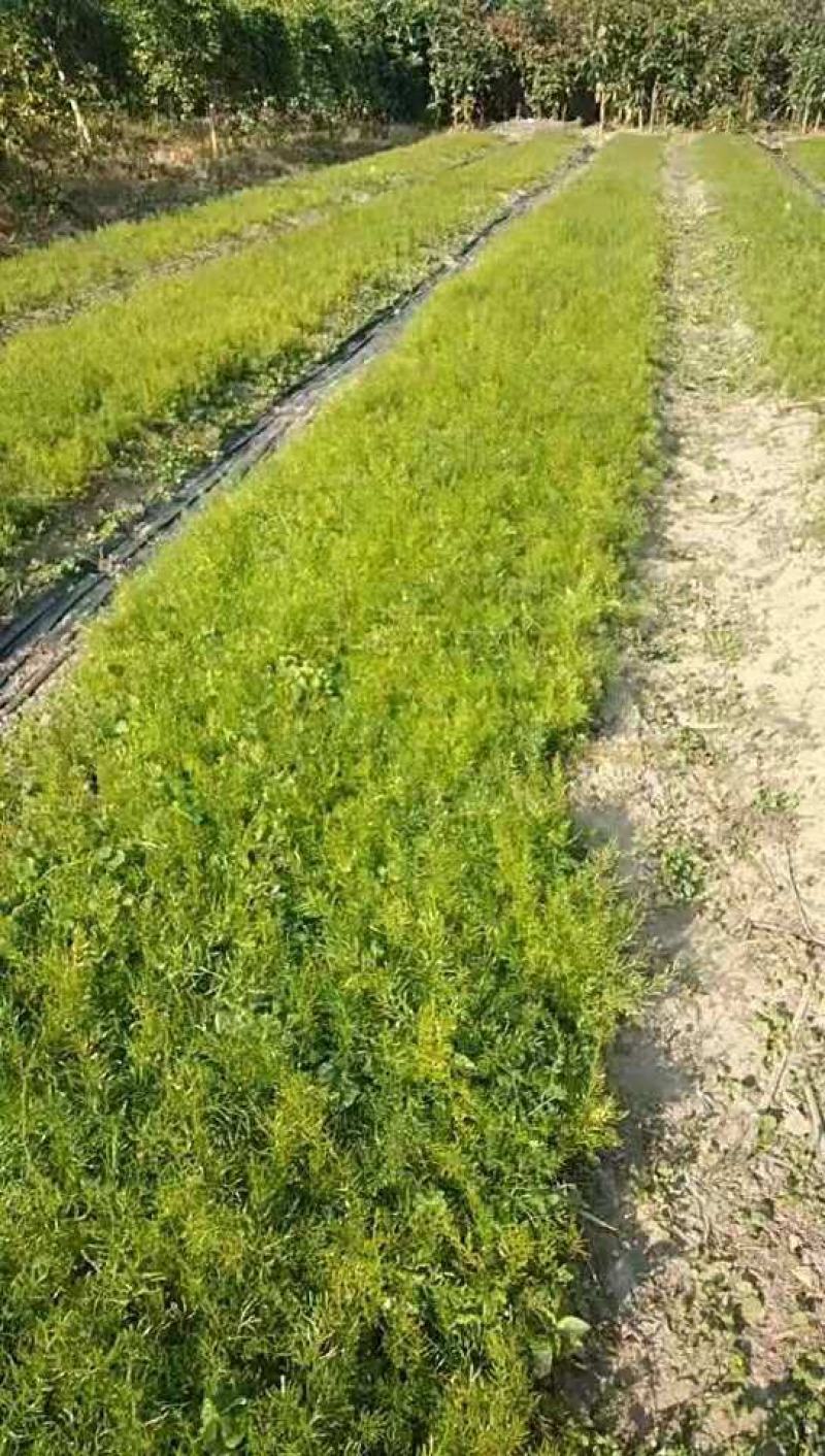 【牛商推荐】天冬苗，基地种植量大货优，一手货源，成活率高