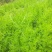【牛商推荐】天冬苗，基地种植量大货优，一手货源，成活率高