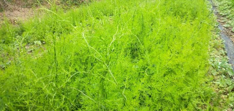 【牛商推荐】天冬苗，基地种植量大货优，一手货源，成活率高