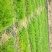 【牛商推荐】天冬苗，基地种植量大货优，一手货源，成活率高