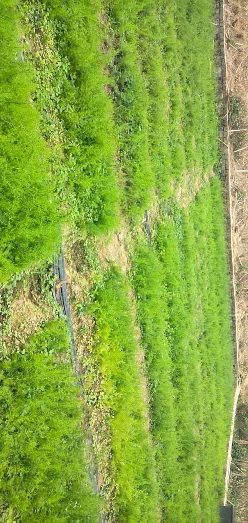 【牛商推荐】天冬苗，基地种植量大货优，一手货源，成活率高