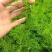 【牛商推荐】天冬苗，基地种植量大货优，一手货源，成活率高