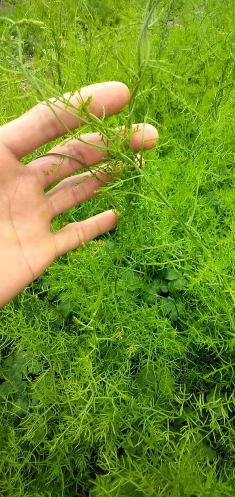 【牛商推荐】天冬苗，基地种植量大货优，一手货源，成活率高