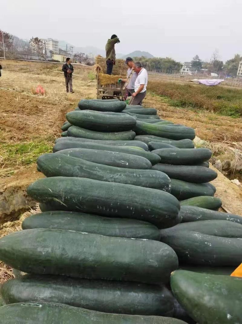 清远黑皮冬瓜广东冬瓜20斤以上常年供货量大从优