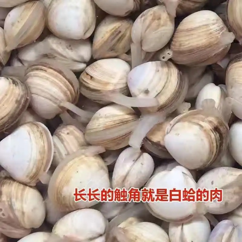 新鲜鲜活白蛤大白蛤小白蛤