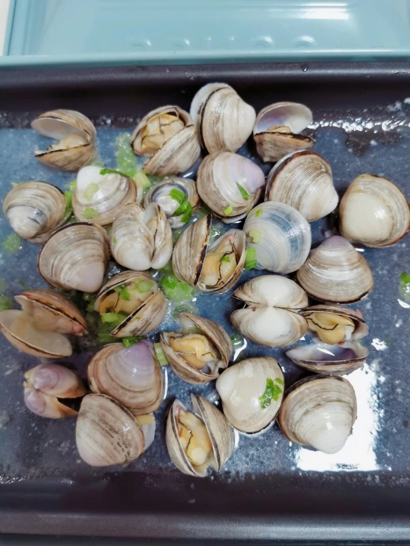 新鲜鲜活白蛤大白蛤小白蛤