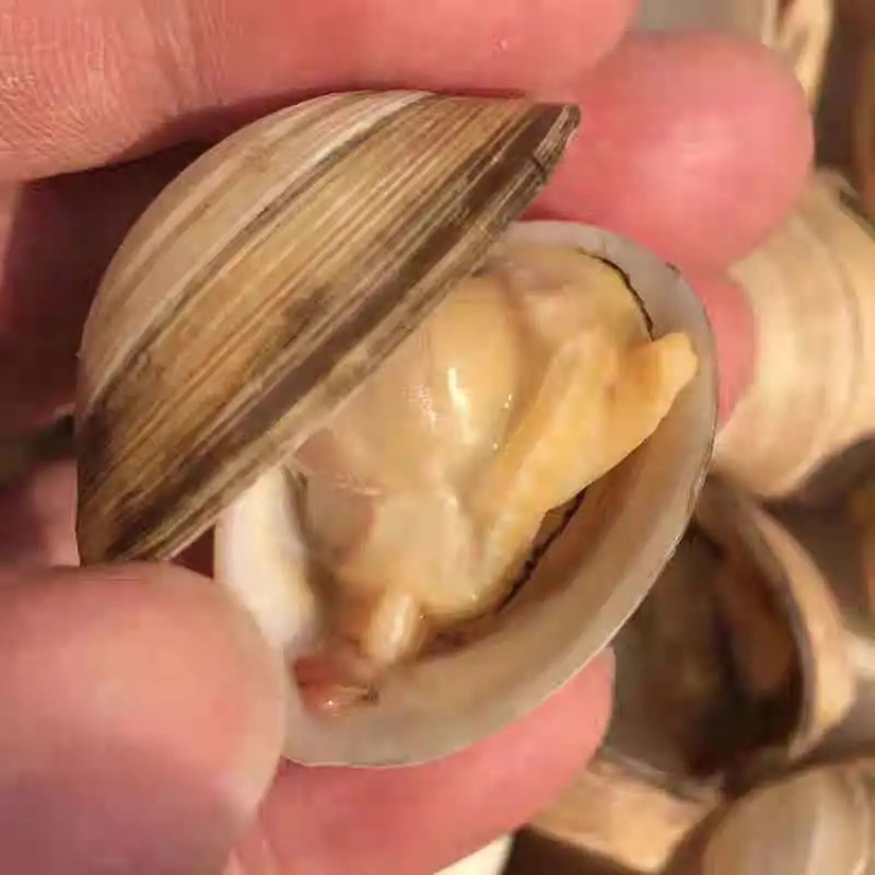新鲜鲜活白蛤大白蛤小白蛤