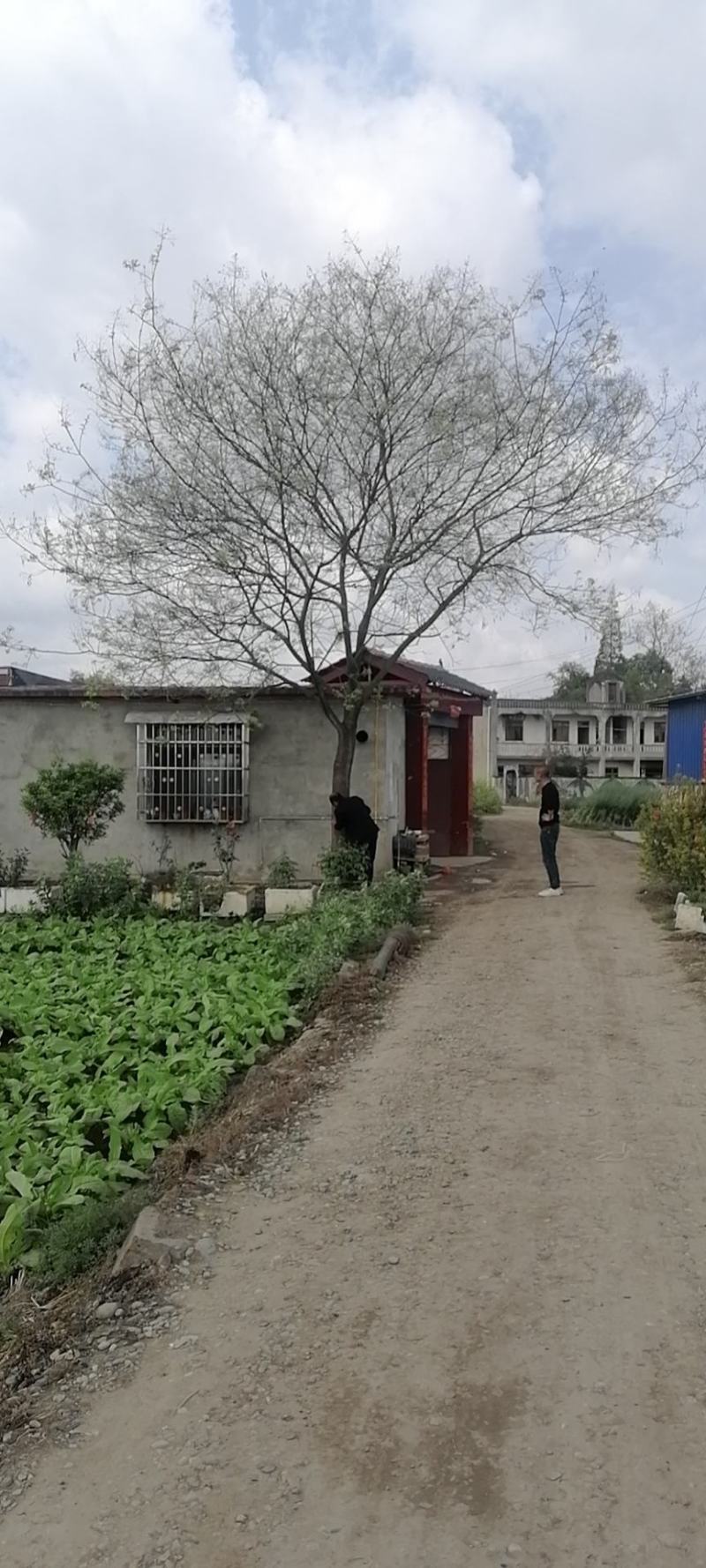 20的国槐，树型好价格优惠质量保障对接全国